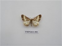 藏品(尺蛾128)的圖片